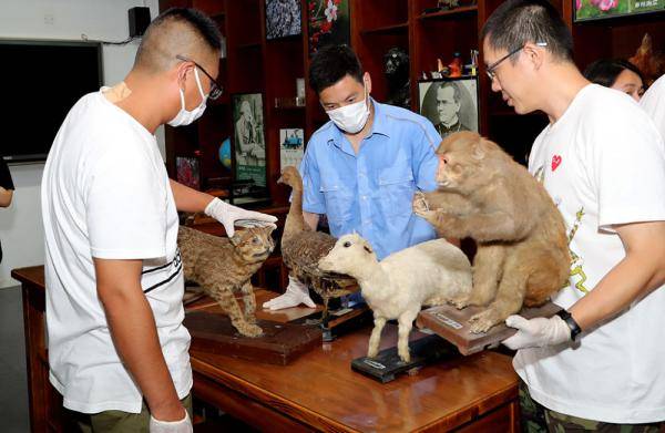 标本师们在需要修复的动物标本边讨论交流.