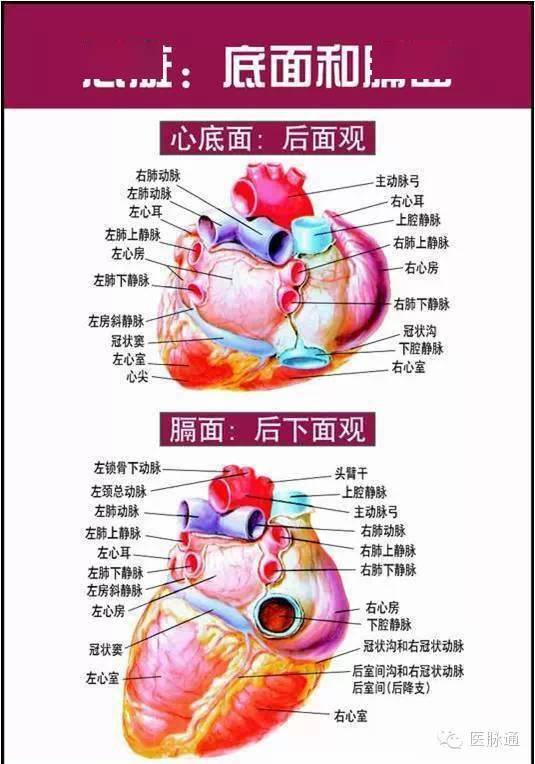 美圖時刻唯美的心臟解剖圖片