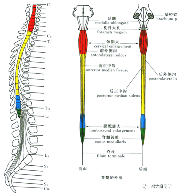 脊髓前角运动神经元图片