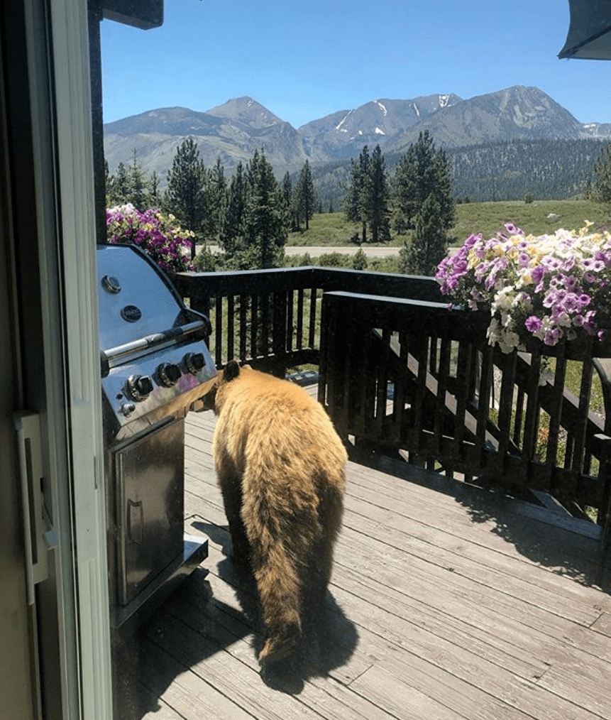 野生熊突然过来串门,家人大声驱赶,熊熊一脸无辜:我不能进去吗