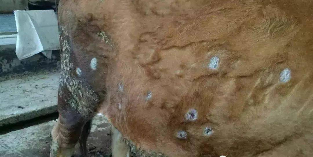 牛放线菌病图片