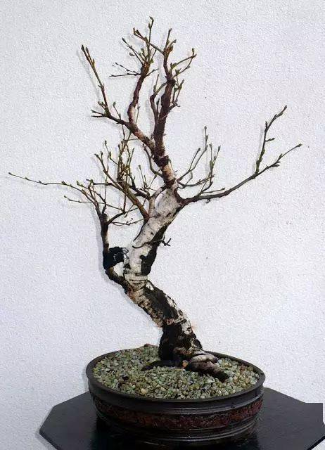 (实战)农村达人,山林边的白桦也可以做盆景,发现美的价值