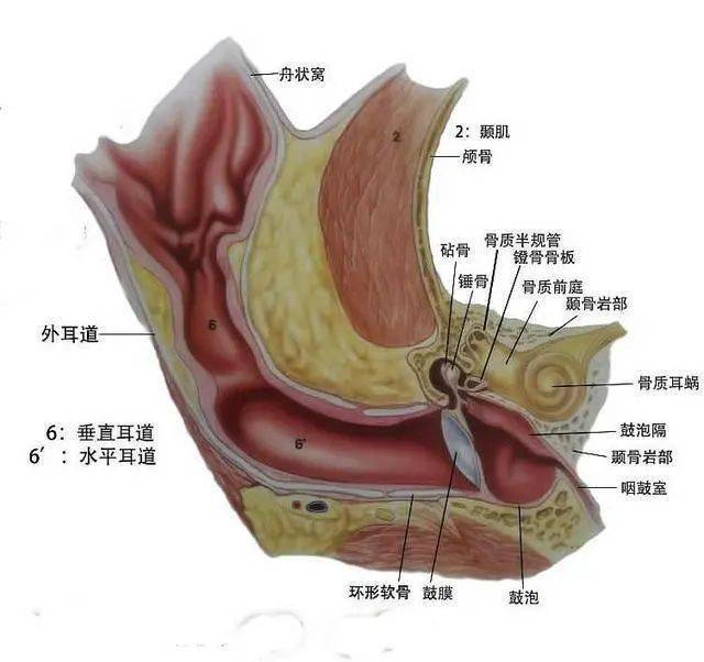 蓝眼睛的白猫为何天生失聪关于猫的眼睛还有多少是你不知道的