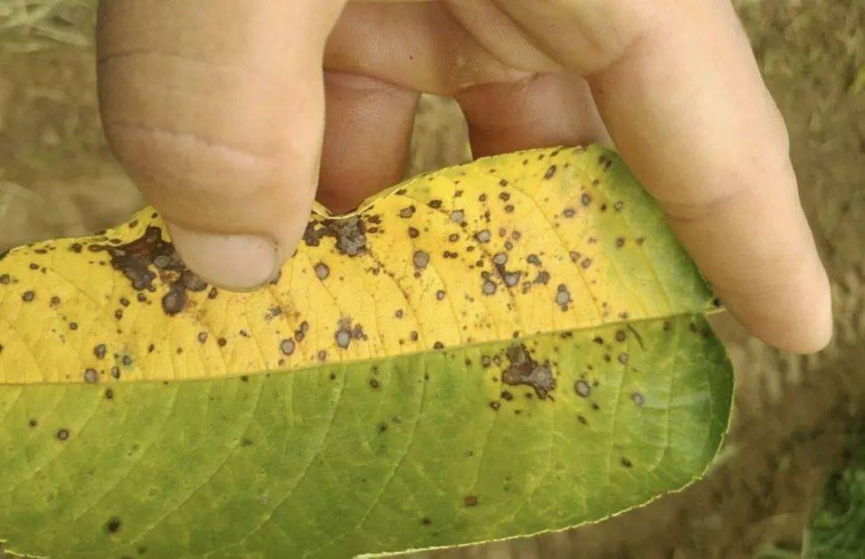 樱桃褐斑病来袭防不住明年产量大打折扣