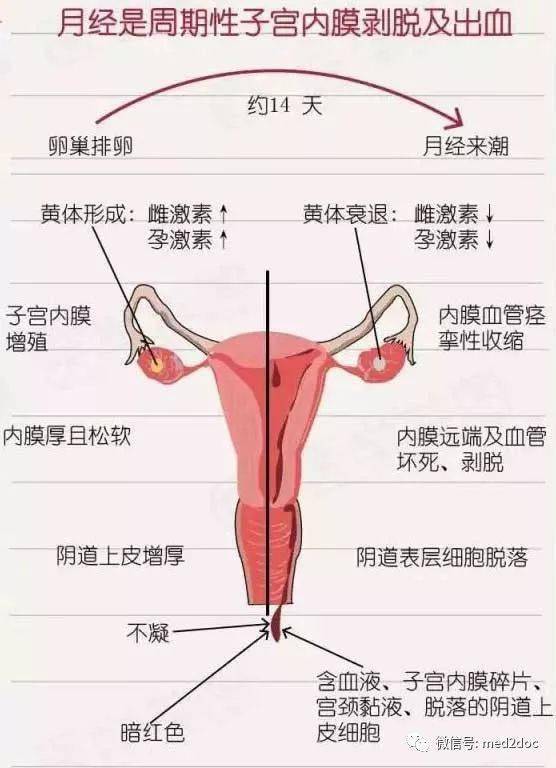 會週期性的每月一次由陰道排出脫落的血性分泌物