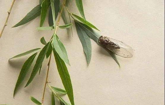 三候寒蝉鸣 蝉 夏日里的音乐家 正在奏响一年最后的乐章