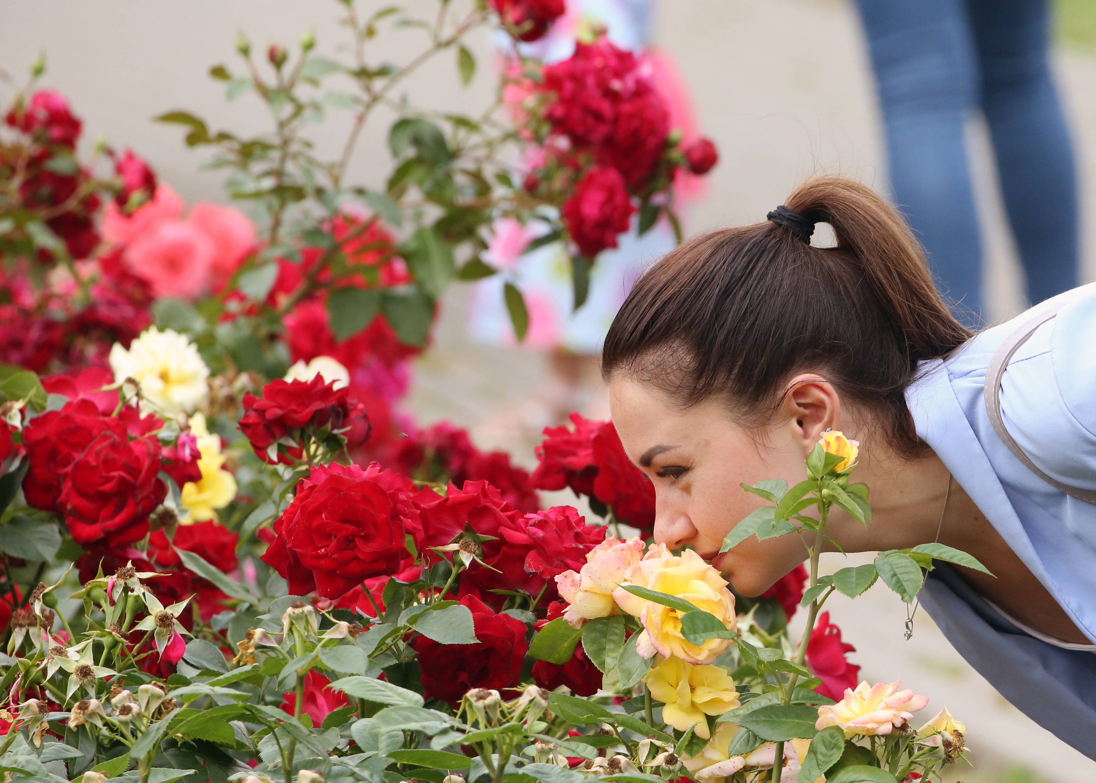这是7月11日,一名女子在白俄罗斯首都明斯克的中央植物园赏花.