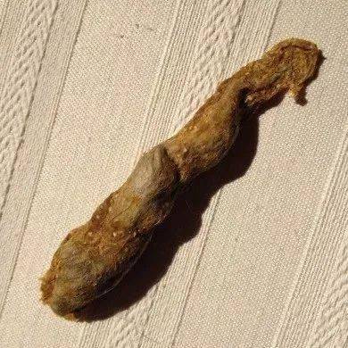 小猫咪吐的毛球到底什么样?其实很多人都没见过!_手机搜狐网