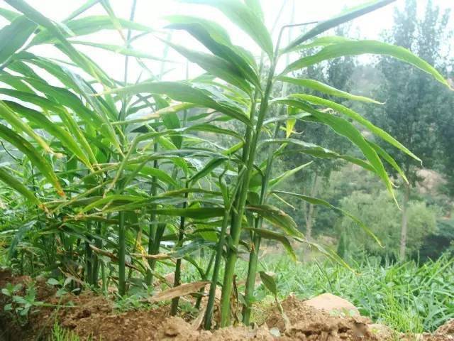 一则小故事,聊聊我们不知道的事_生姜