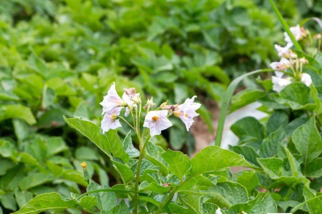 加大基础设施建设力度,种植各种观赏花卉近6亩,成片马铃薯2200亩,在