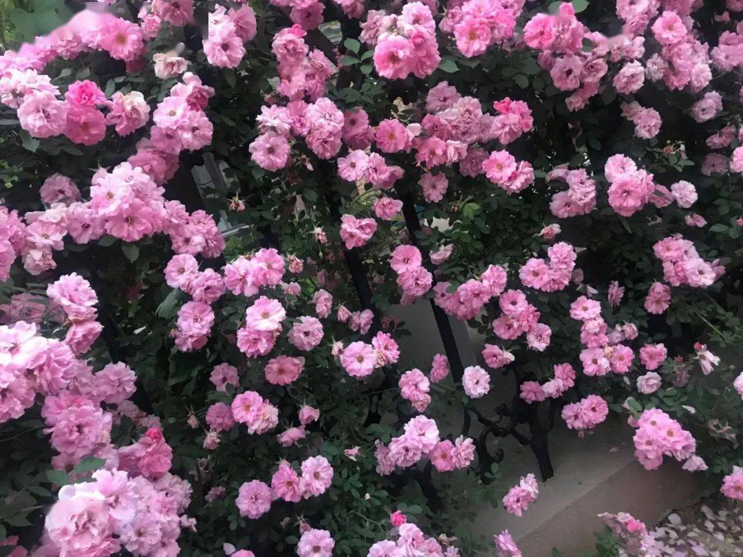 云天社精品悦读精彩文摄晶玉