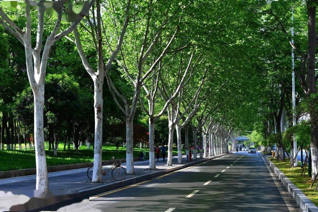 城市绿色骨架释放"林荫自由" 除了补植的10万株行道树,几十年来,经过