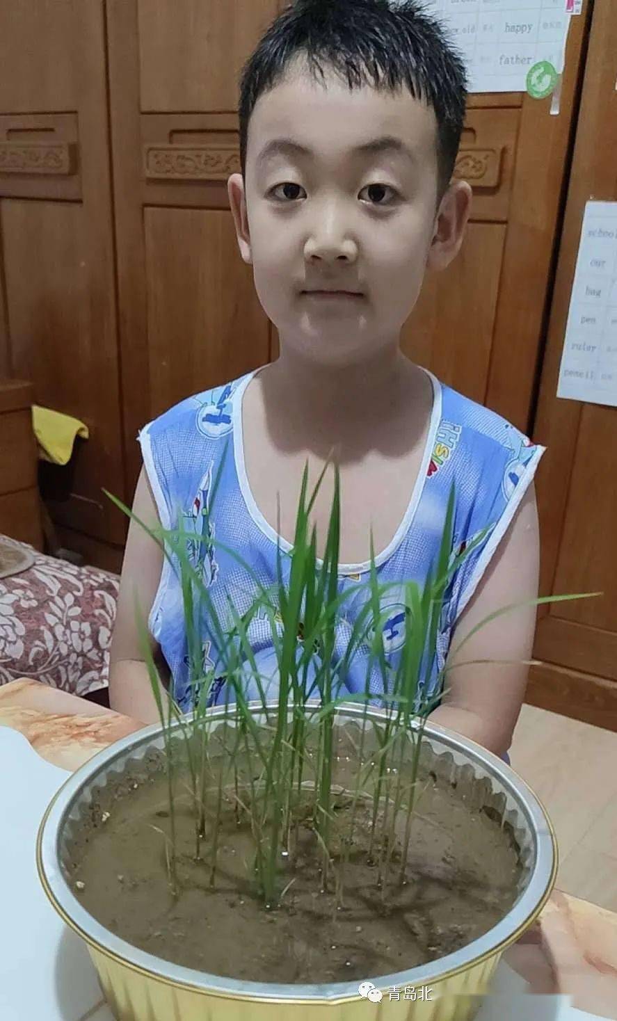 劳动播撒梦想水稻种在我家22中队暑期水稻种植活动侧记