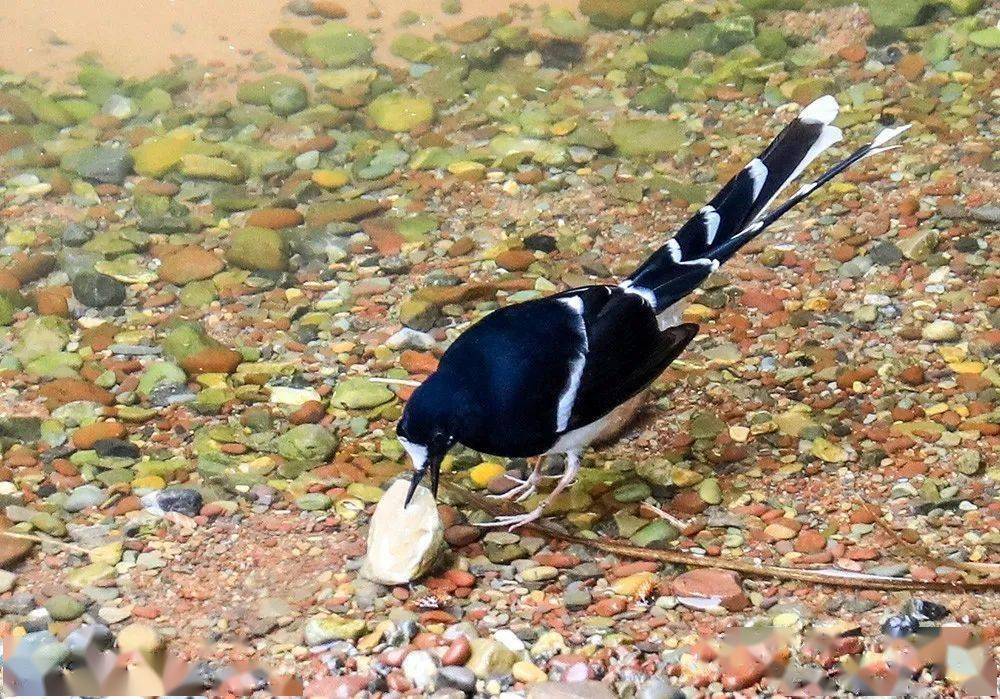 白冠燕尾聚会绶带综腹啄木鸟铜蓝鹟鸳鸯戏水白鹭黄鹂(内容选自"巫山