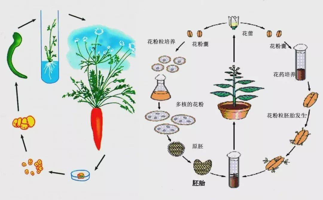 国内外设施农业发展现状及趋势