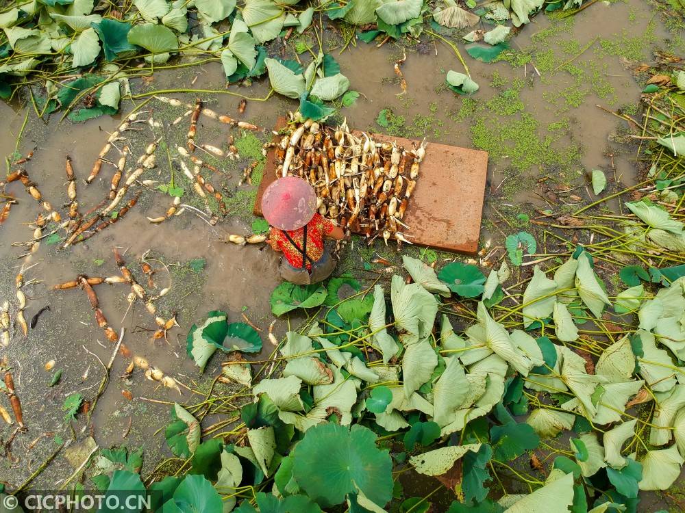 江苏如皋:莲藕丰收农民乐