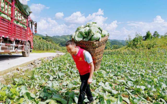 务川:千亩冷凉蔬菜丰产采收忙