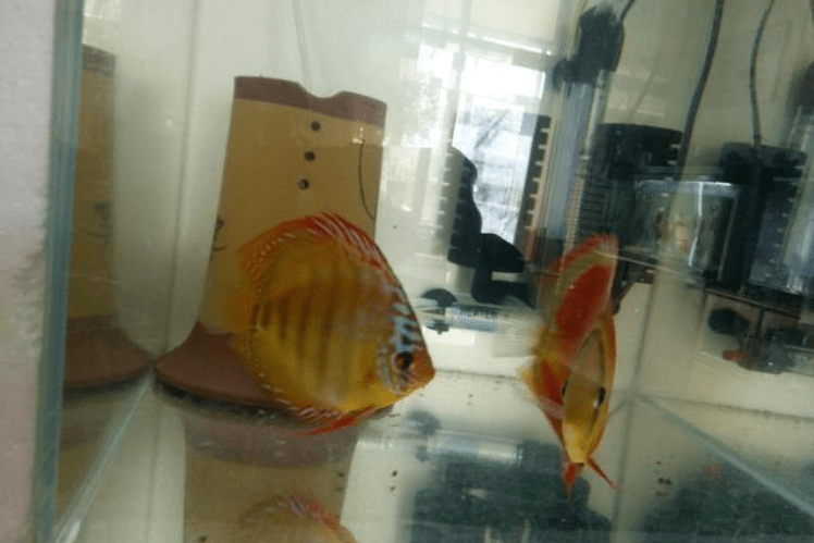 七彩神仙鱼繁殖全过程图片