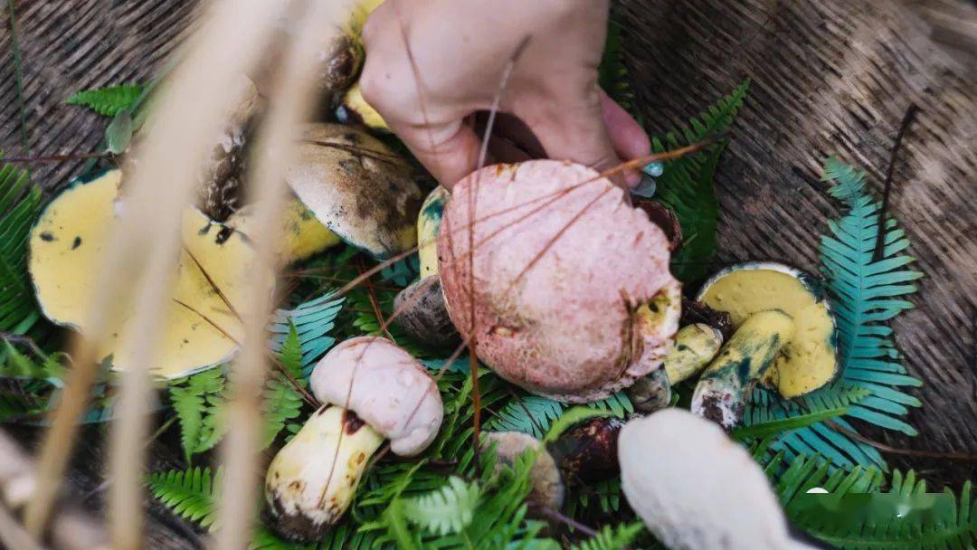 保山| 野生菌"寻鲜"之旅