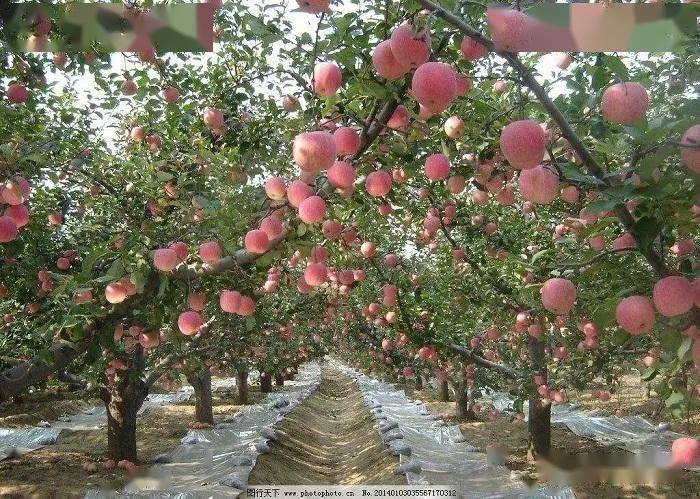 果树管理 唐老师果树管理