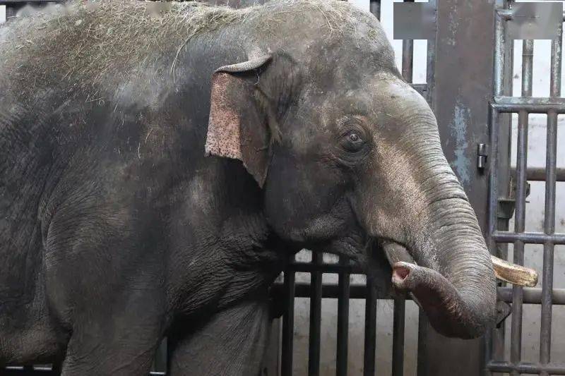 今天是它们的节日上海动物园的大象们憨态真可爱