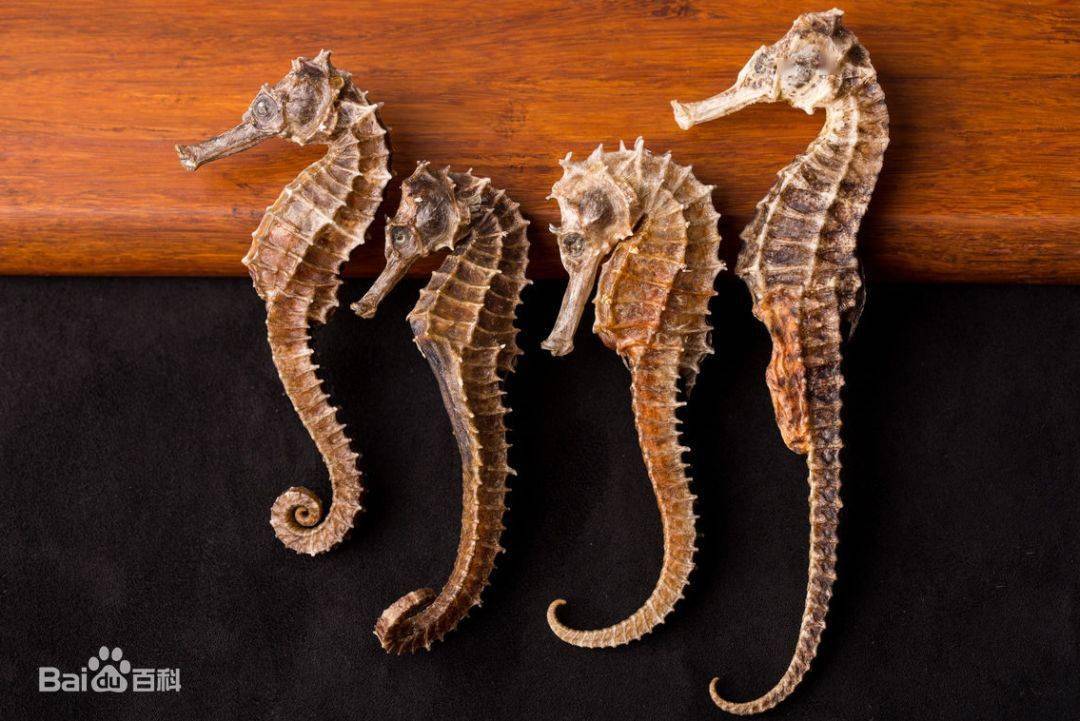 原来海马好爸爸,隐藏这么多秘密?_动物