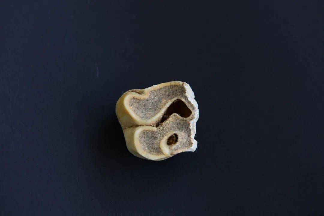 名称:犀貘牙齿化石时代:更新世时期名称:猕猴牙齿化石