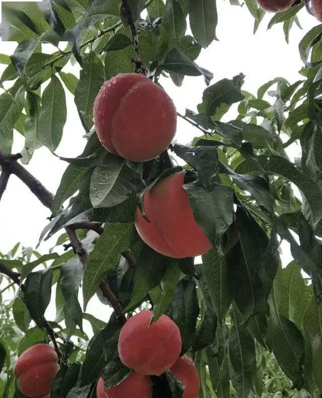 平谷大蟠桃来啦个儿倍儿大现摘现发京津冀包邮
