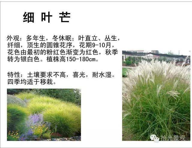 观赏草品种大介绍你知道多少