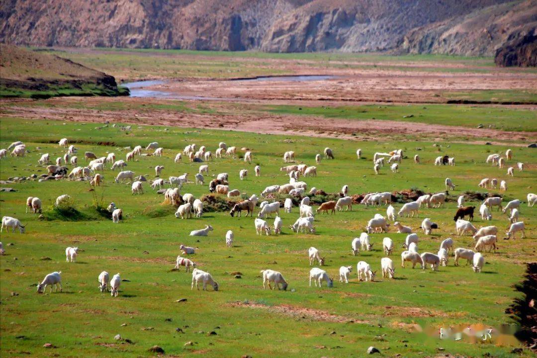 乌拉特草原太绿了