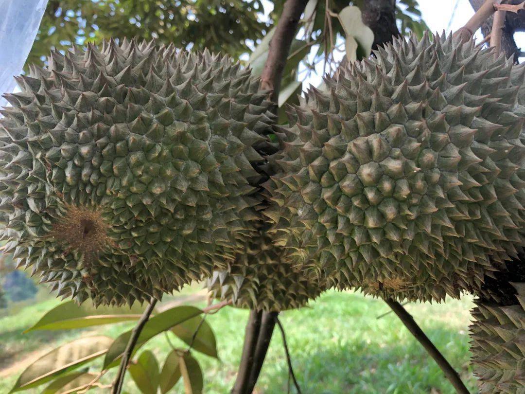 马来西亚老树高山猫山王榴莲吃过才发现以前的榴莲白吃了