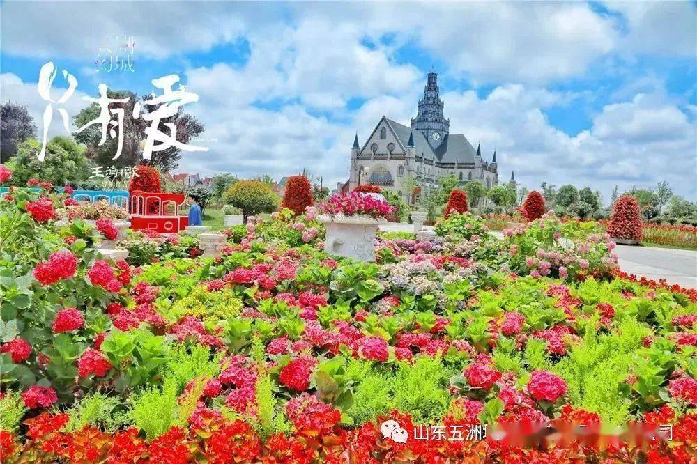 私人订制荷兰花海王潮歌导演作品只有爱