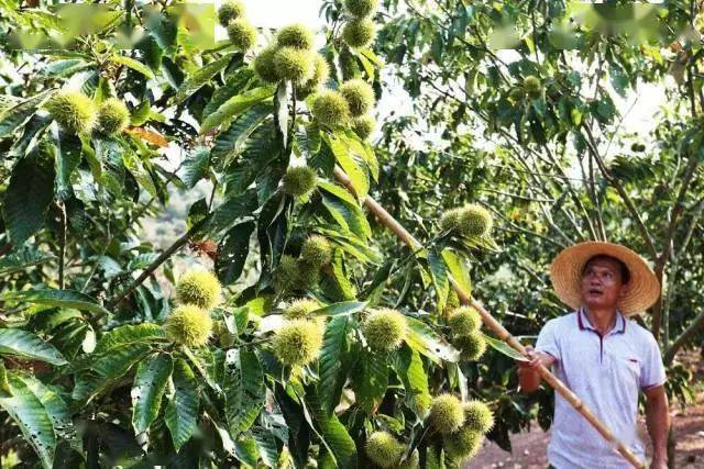 探寻金寨的甜蜜宝藏：土蜂蜜的独特魅力