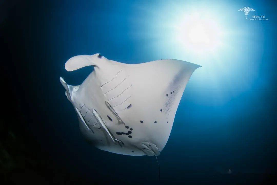 闪光灯拍摄的manta ray
