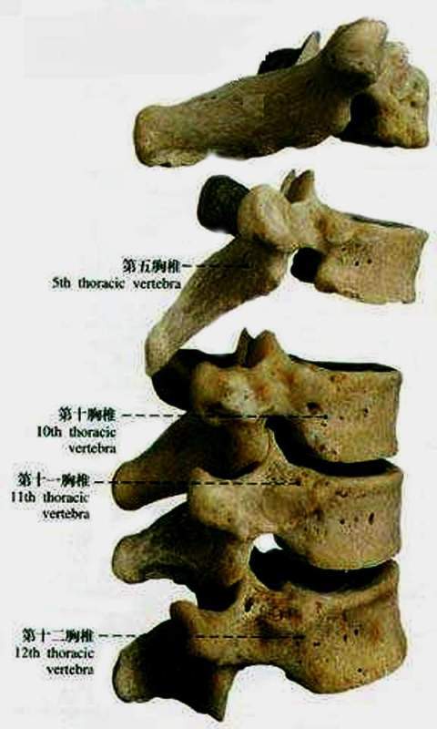 悬钟穴治疗肩胛重痛-搜狐大视野-搜狐新闻