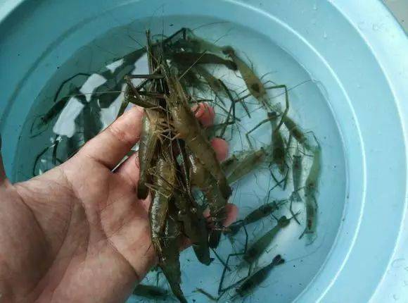 钓河虾,也不是很容易的,前几天因为我不得要领,常常是,虾咬了钩,我猛