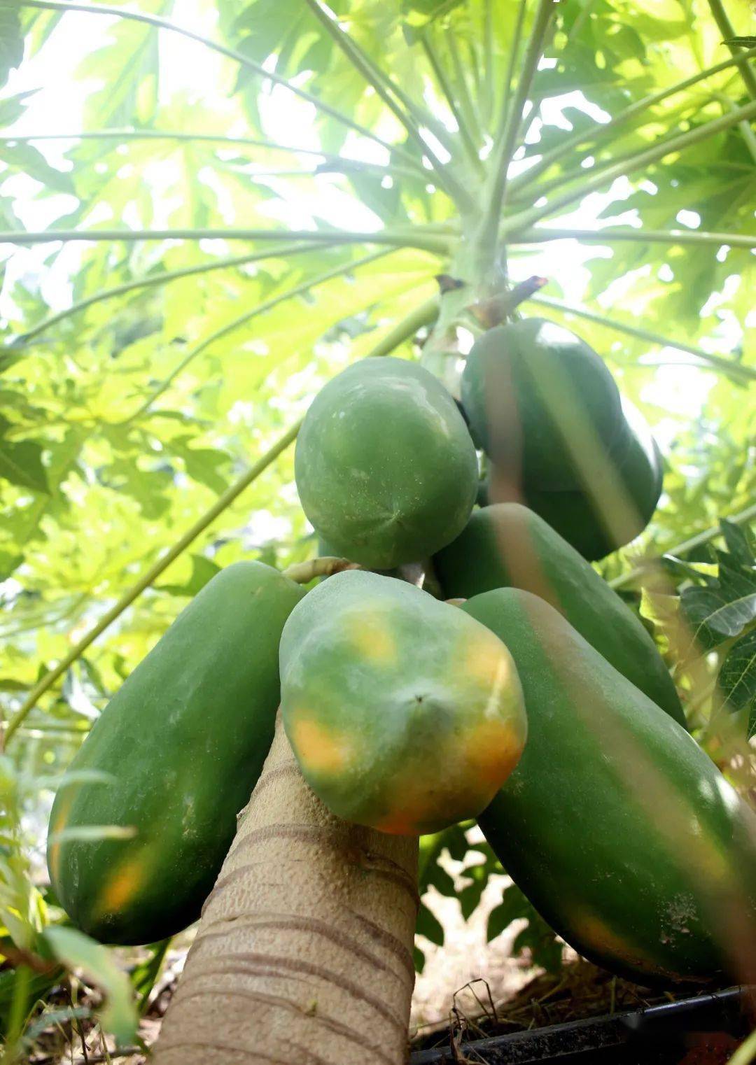 南国丝都水果木瓜熟了