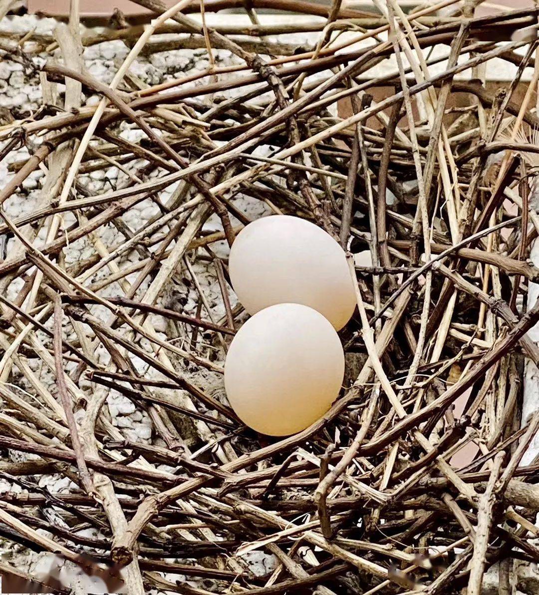工作人员检查红隼翅膀是否受伤今年上半年,徐汇的野生动物保护部门