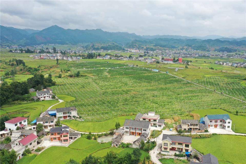 生态搭配民俗 贵州黄平百香果增添文化翅膀