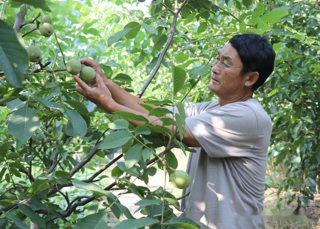 走向我们的小康生活丨滑县苏宪伟的核桃种植路