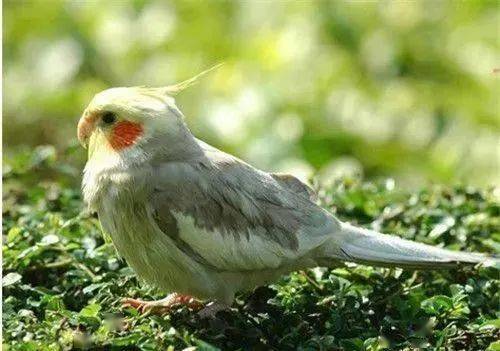 玄风鹦鹉饲养 ,脾气,爱好