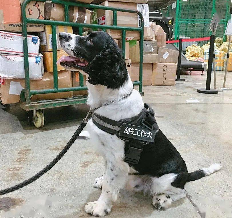 邮局海关监管工作犬上岗考核完成啦