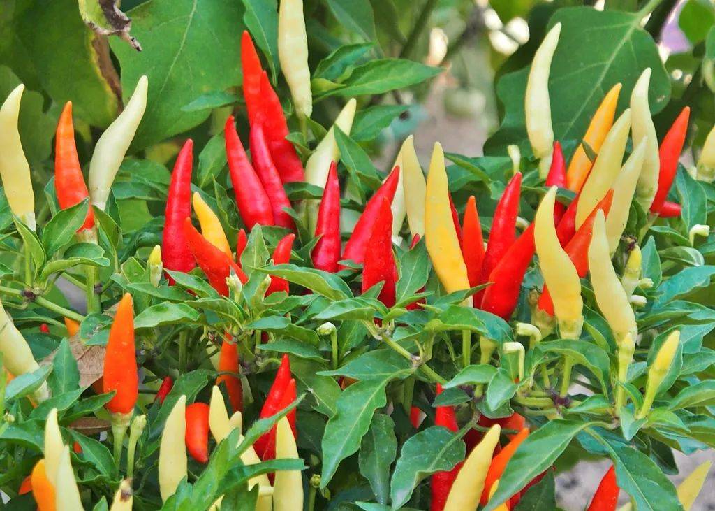 辣椒烂果的原因及防治措施