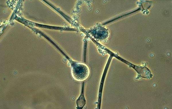 食品生产车间霉菌超标处理方法