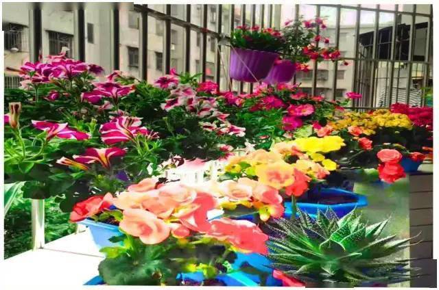 他们获奖啦鹤山首届最美阳台庭院评选活动完美收官