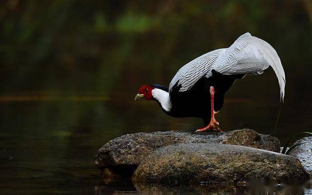 白鹇(学名:lophura nycthemera):国家二级保护动物,属于大型鸡类.