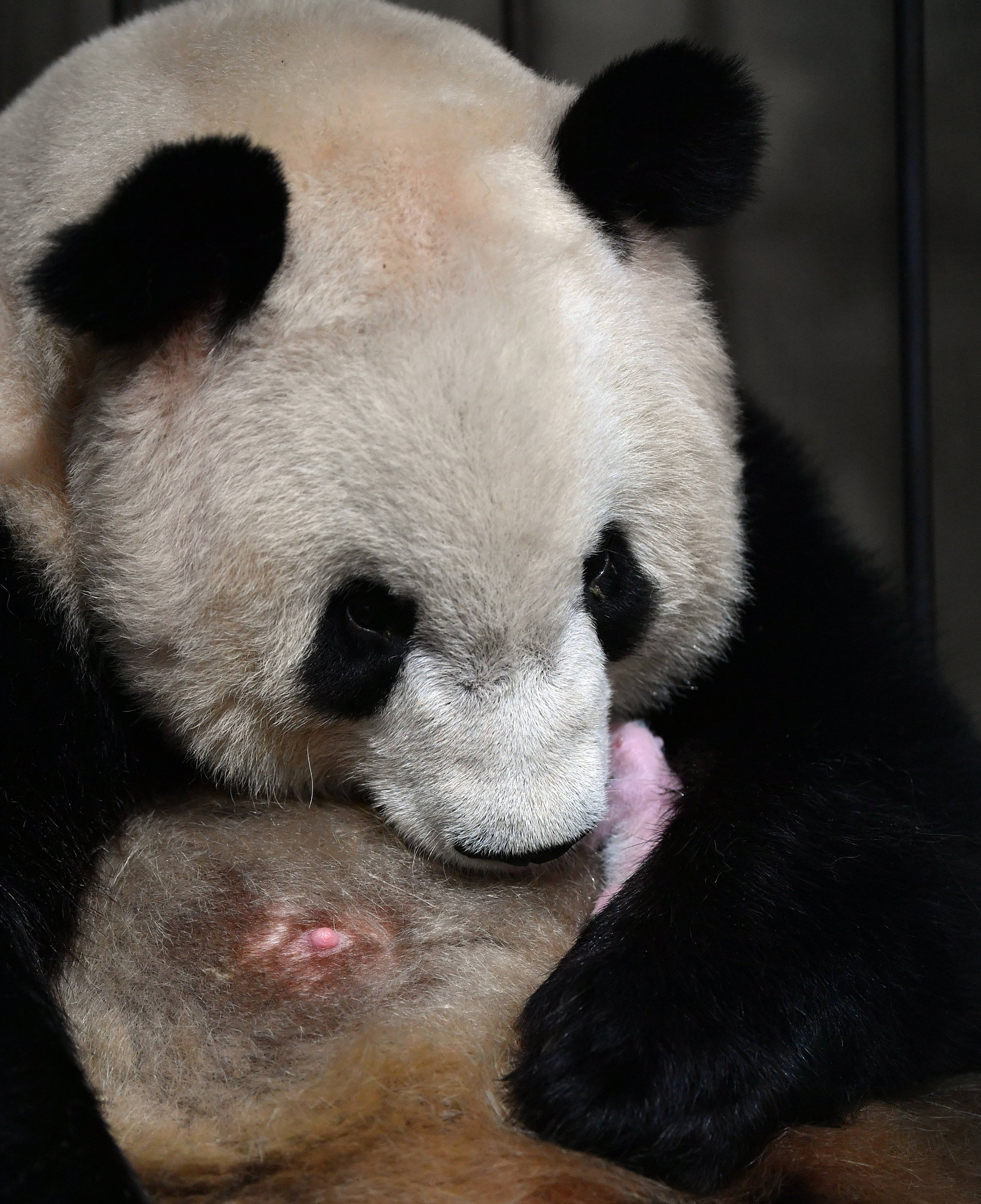 2020年首只秦岭大熊猫宝宝诞生 实现四世同堂