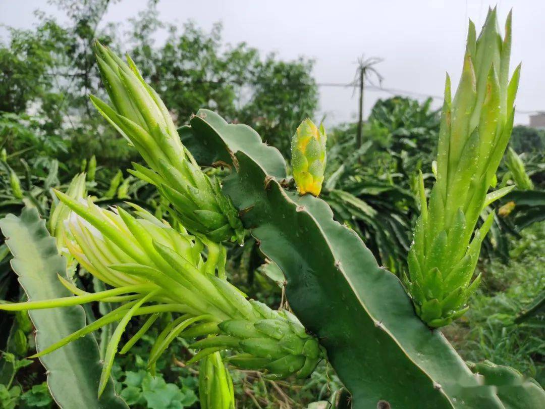 年产值30多万元石城上洞百亩剑花喜迎丰收