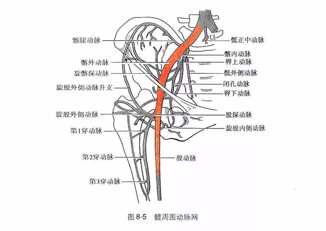 股动脉的位置图片图片