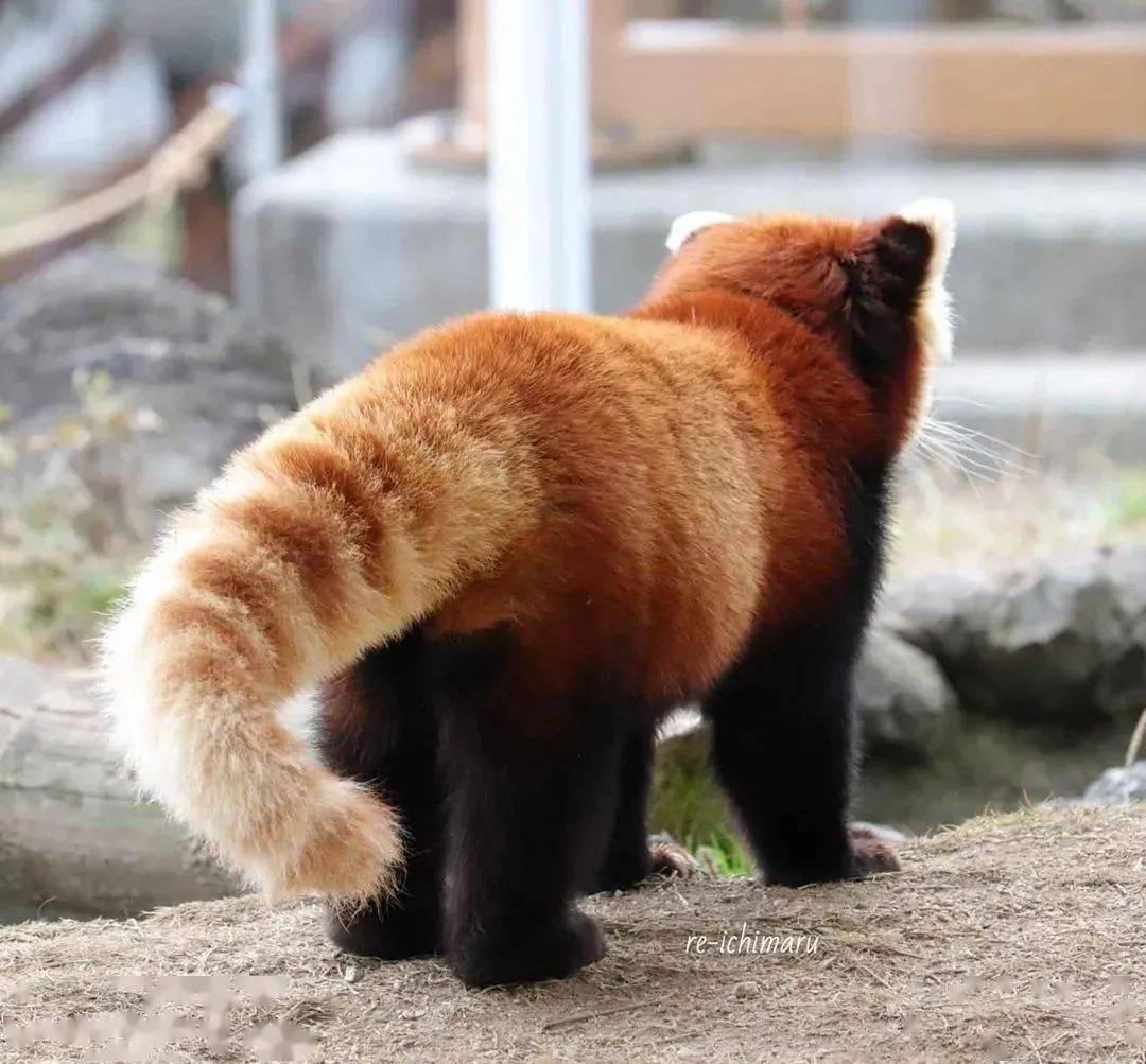 一位专门饭拍小熊猫的妹纸她镜头下的小熊猫太好吸了